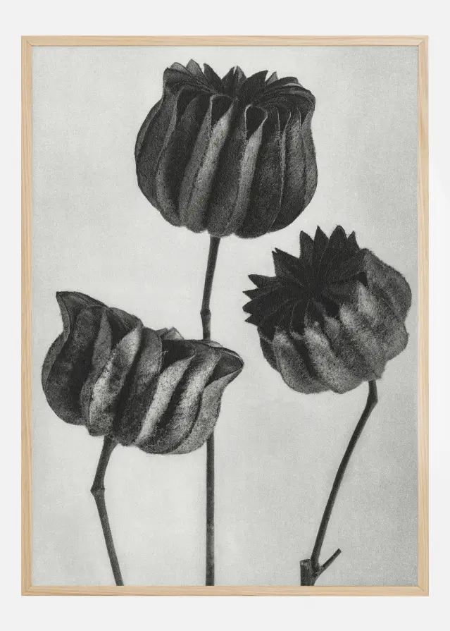 Grey Flower V Постер