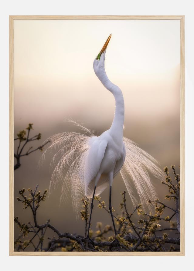 Solo Dance Постер