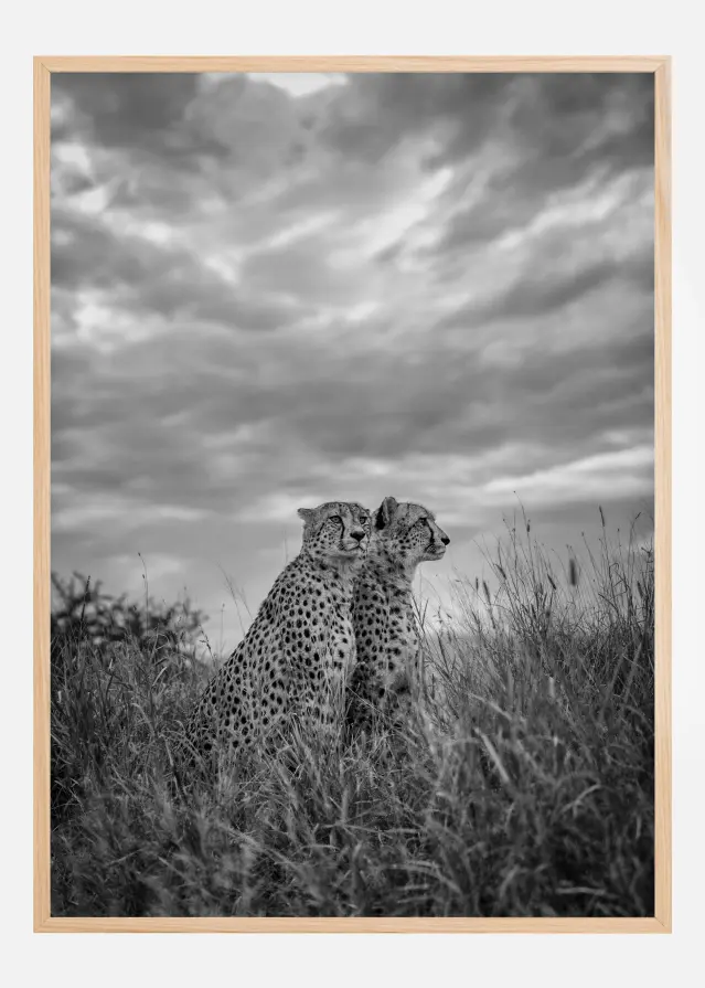 Cheetah Dreams Постер