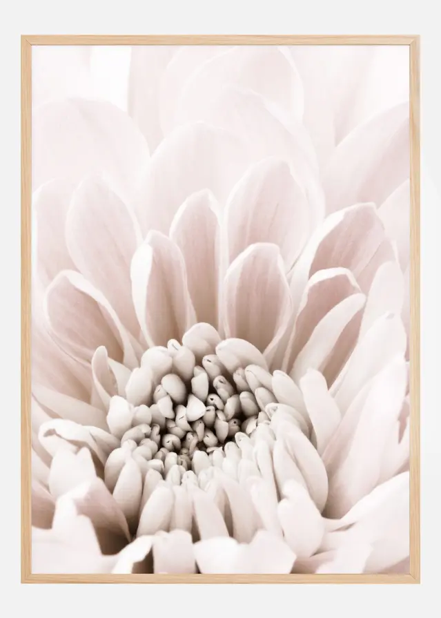 Chrysanthemum I Постер