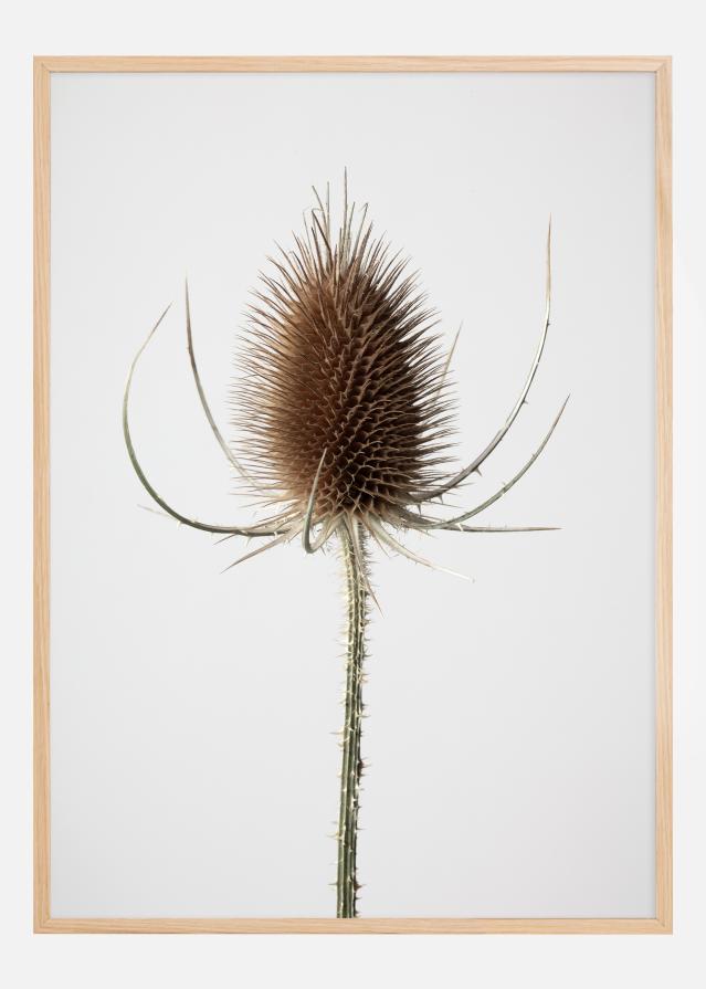 Dried 004 Постер