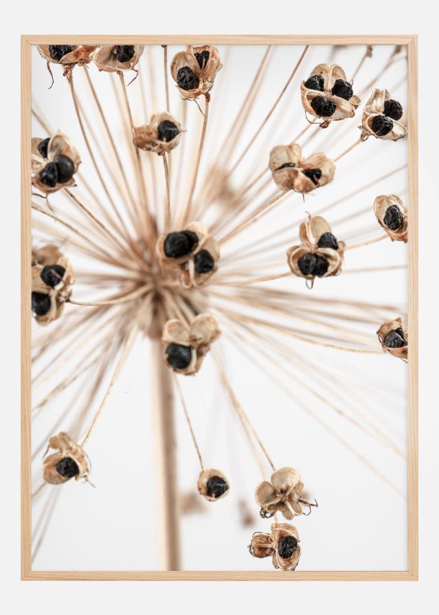 Dried 007 Постер