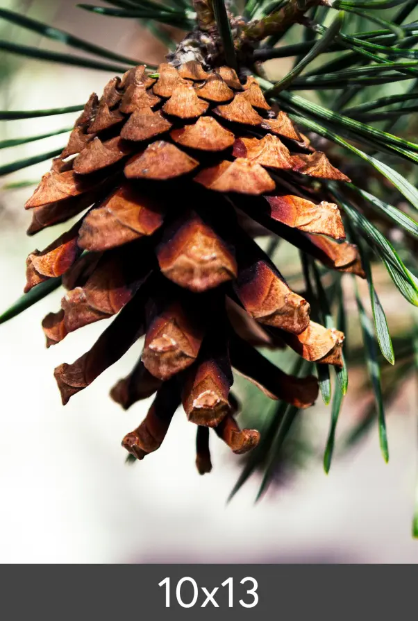 Уголемяване FineArt Bamboo 290 g