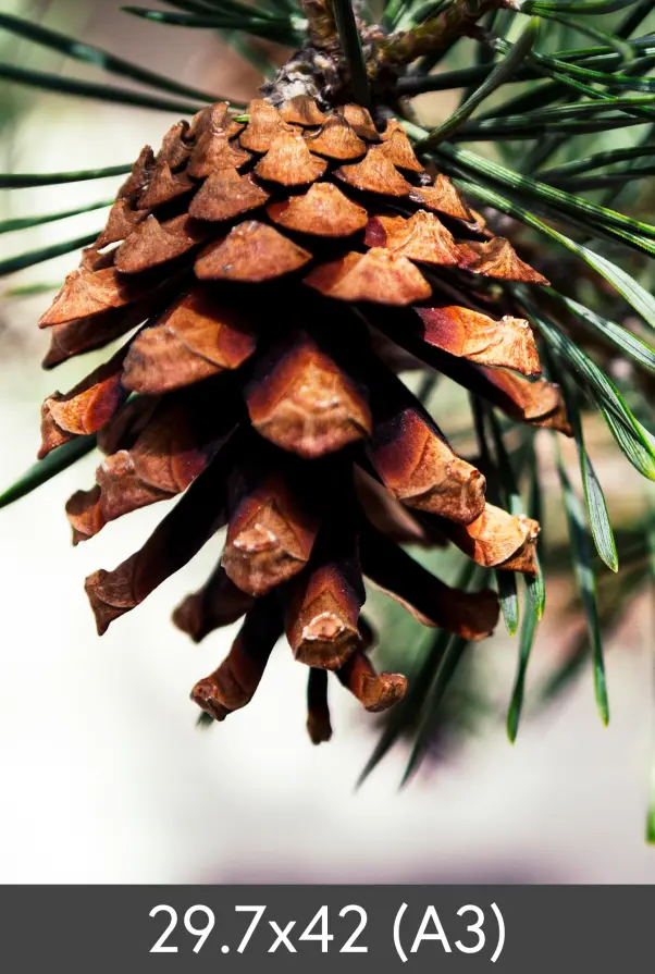 Уголемяване FineArt Bamboo 290 g
