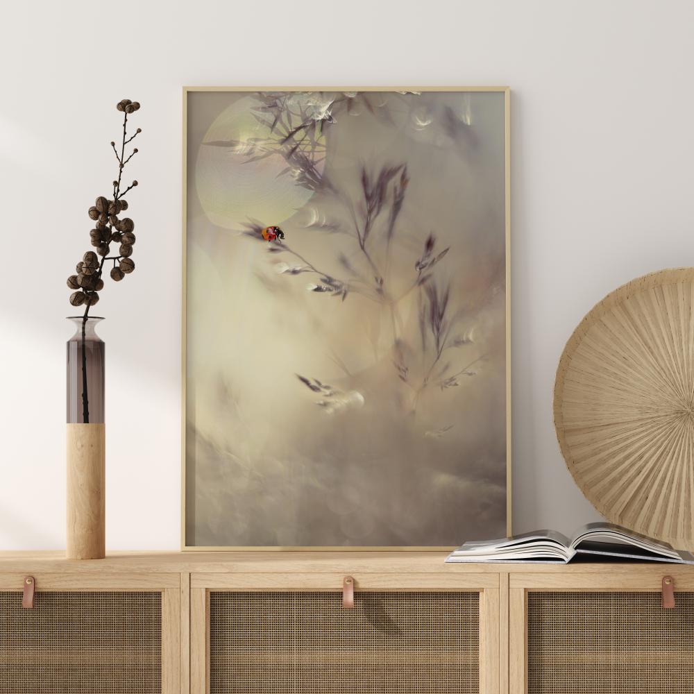 Little Lady Постер