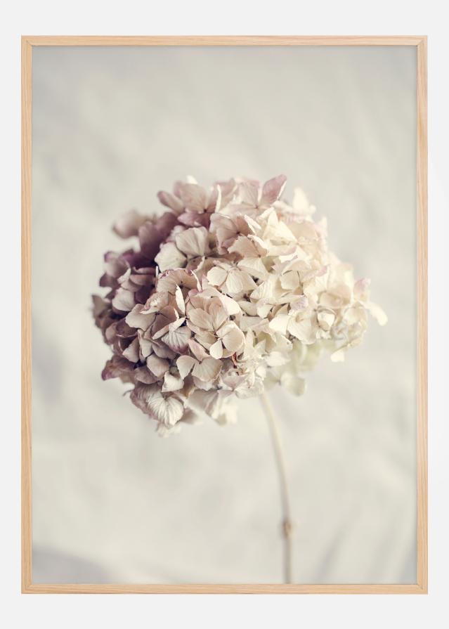 Dried Hydrangea Постер