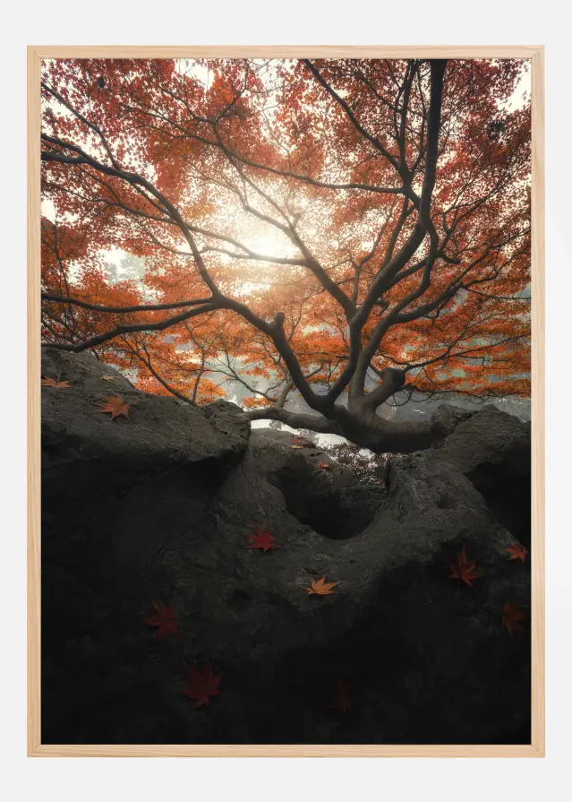 Maple Постер