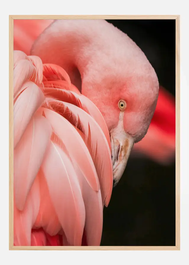 Flamingo Постер