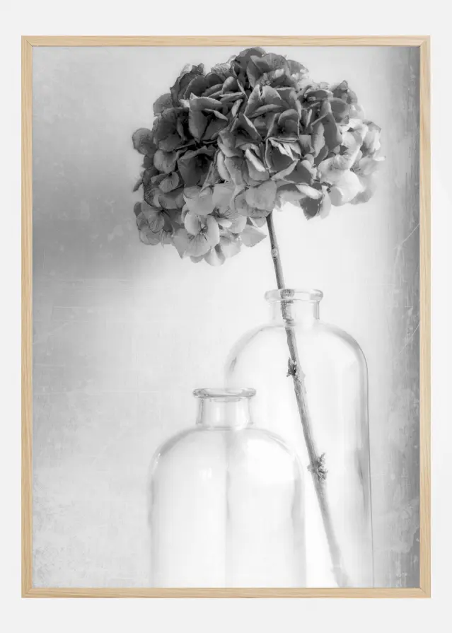 Hydrangea Постер