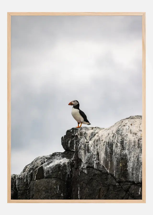 Puffin Постер