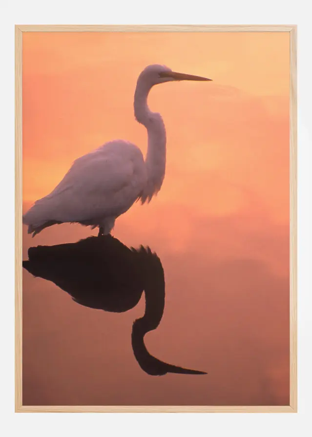 Bird In Orange Water Постер