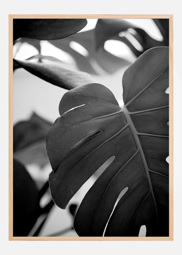 Monstera in Black and White ll Постер
