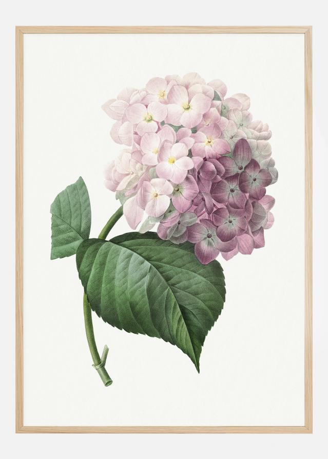 Hydrangea Macrophylla Постер
