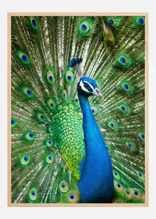 Peacock Постер