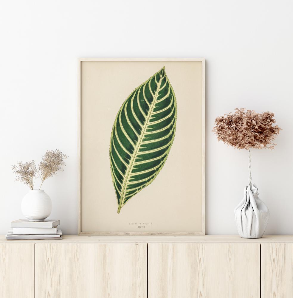 Diefenbachia Постер