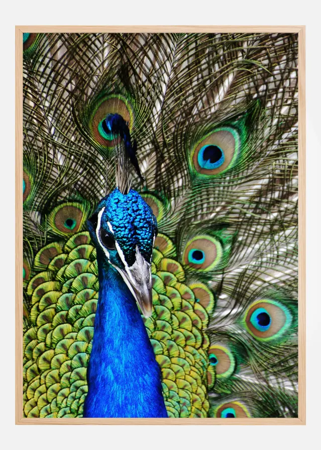 Peacock I Постер