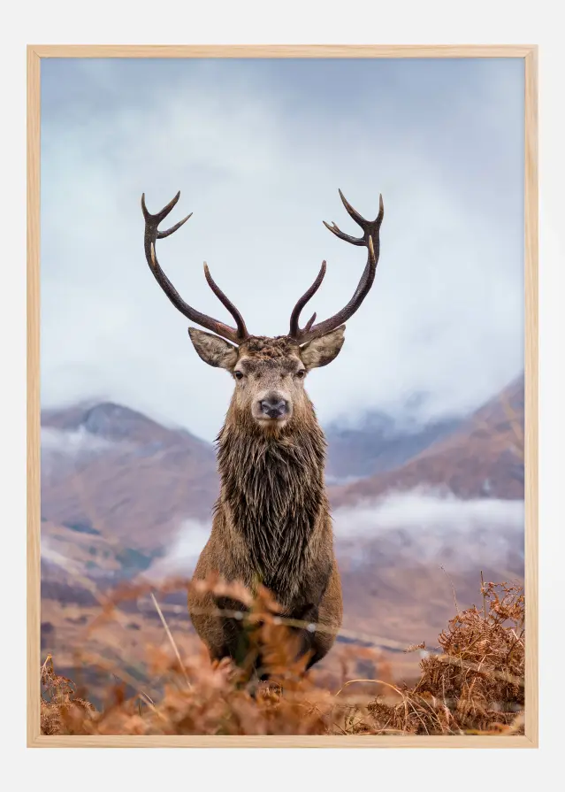 Red deer in the mountains Постер