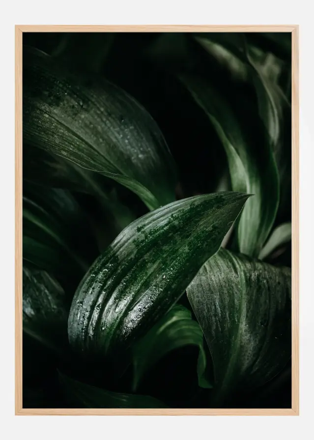 Plant Постер