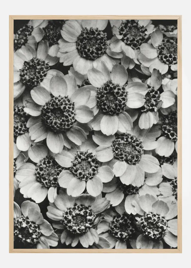 Black And White Flowers Постер