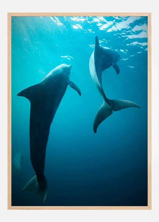 Shapes of Dolphins Постер