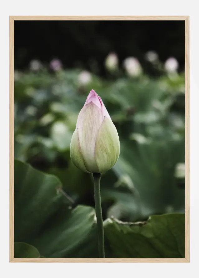 Peony Field Постер