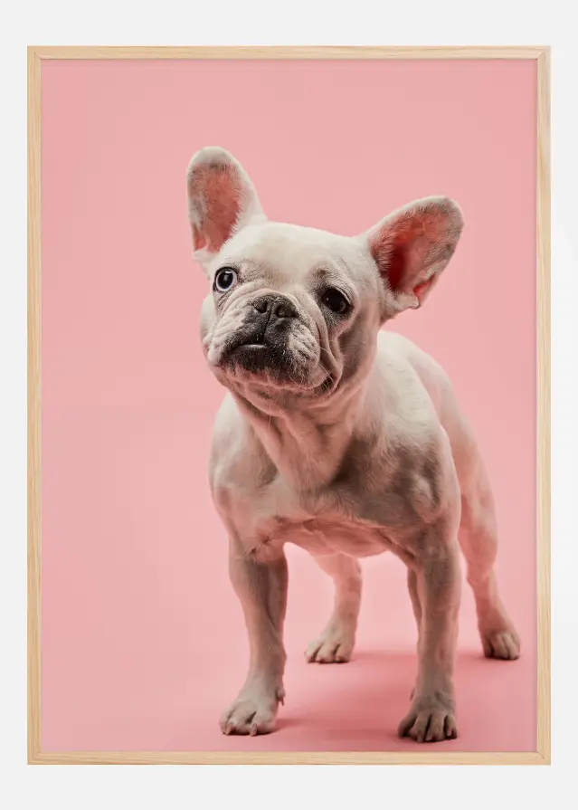 French bulldog puppy Постер