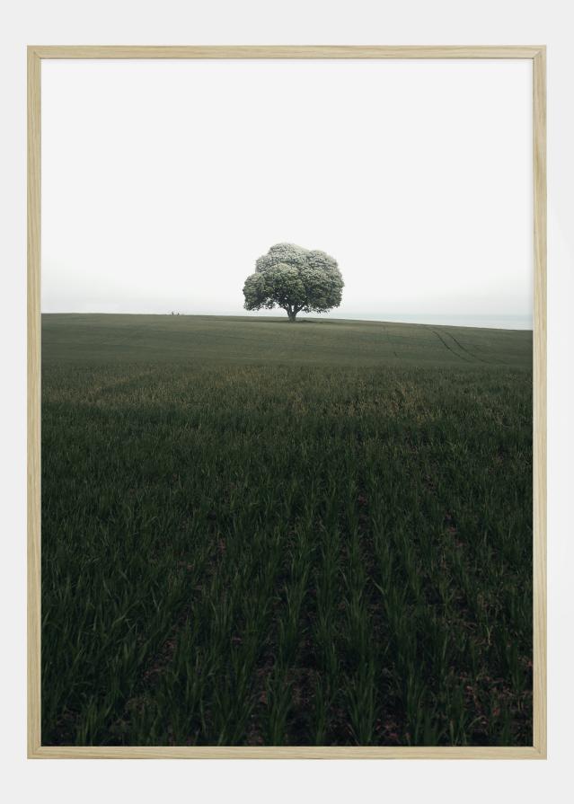 The lonely oak tree Постер