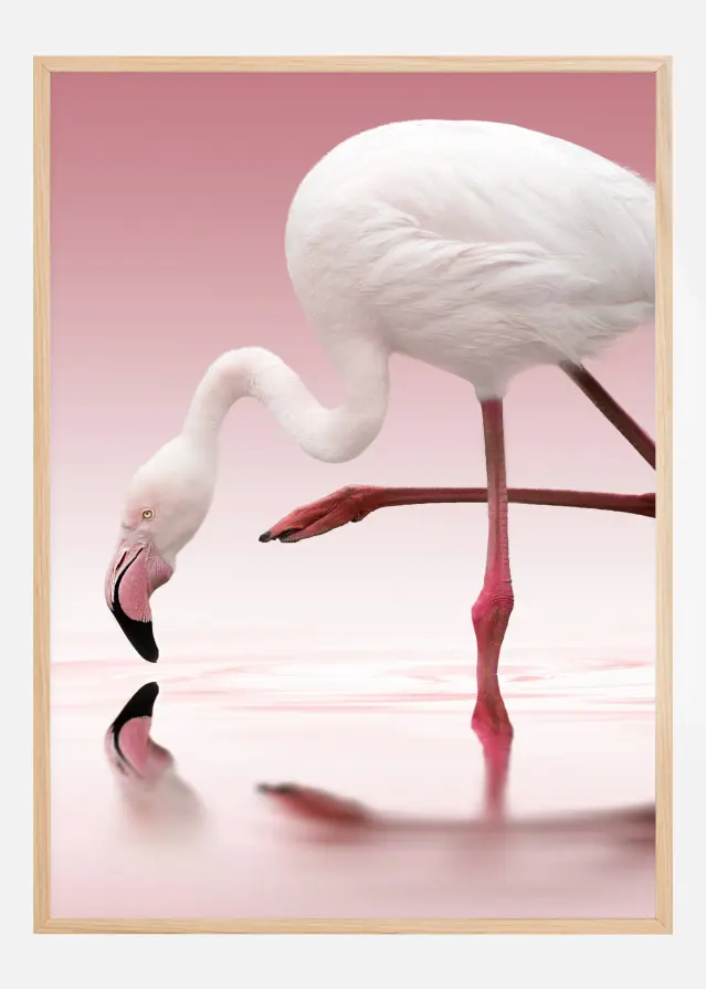 Flamingo Постер