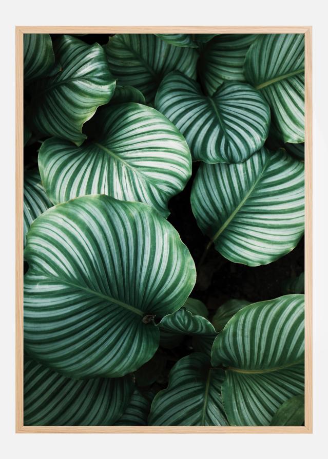 Kalatea Постер