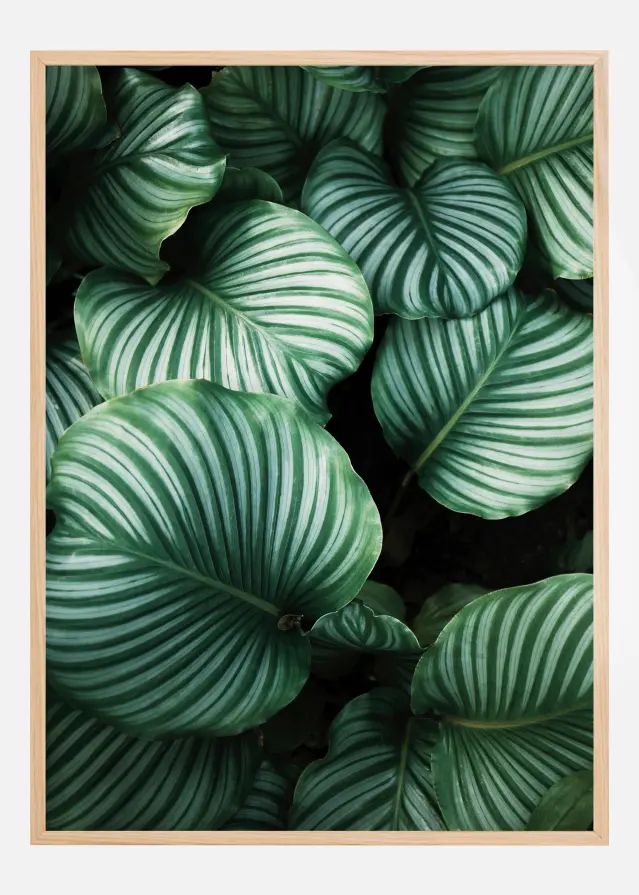 Kalatea Постер