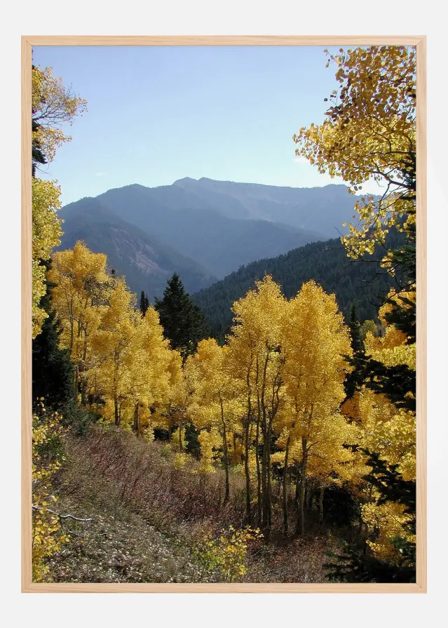 Yellow Trees Постер