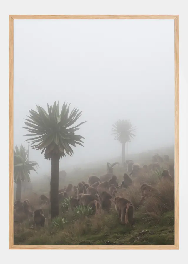 Walia Ibex Into A Gelada Troop Постер