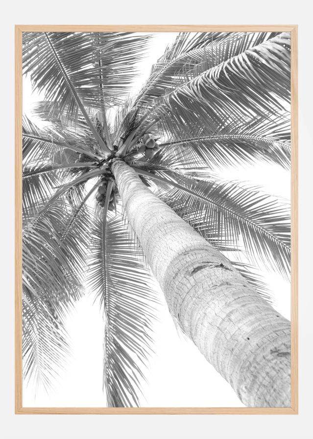 Black and white palmtree Постер