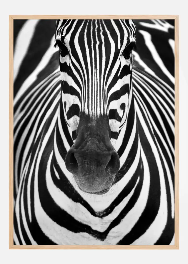 Zebra Постер