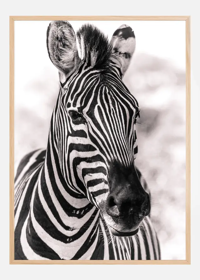 Zebra Постер