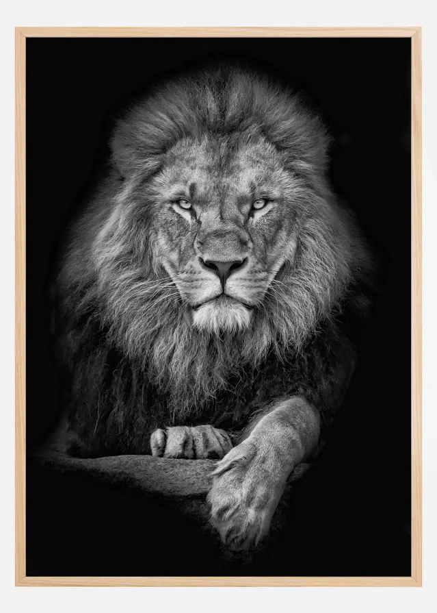 Focused lion Постер