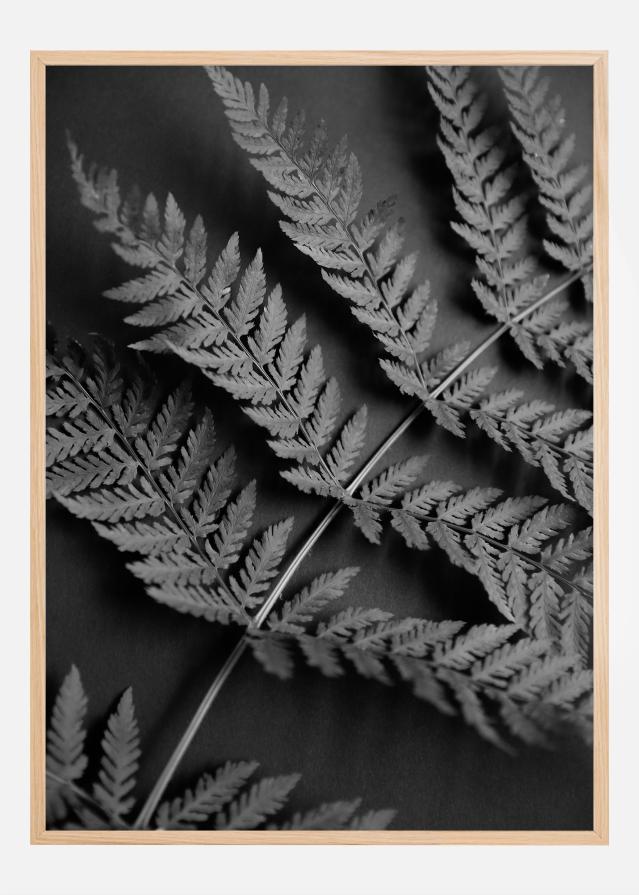 Black Fern Постер