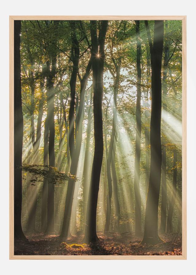 Sunny Start To The Day Постер