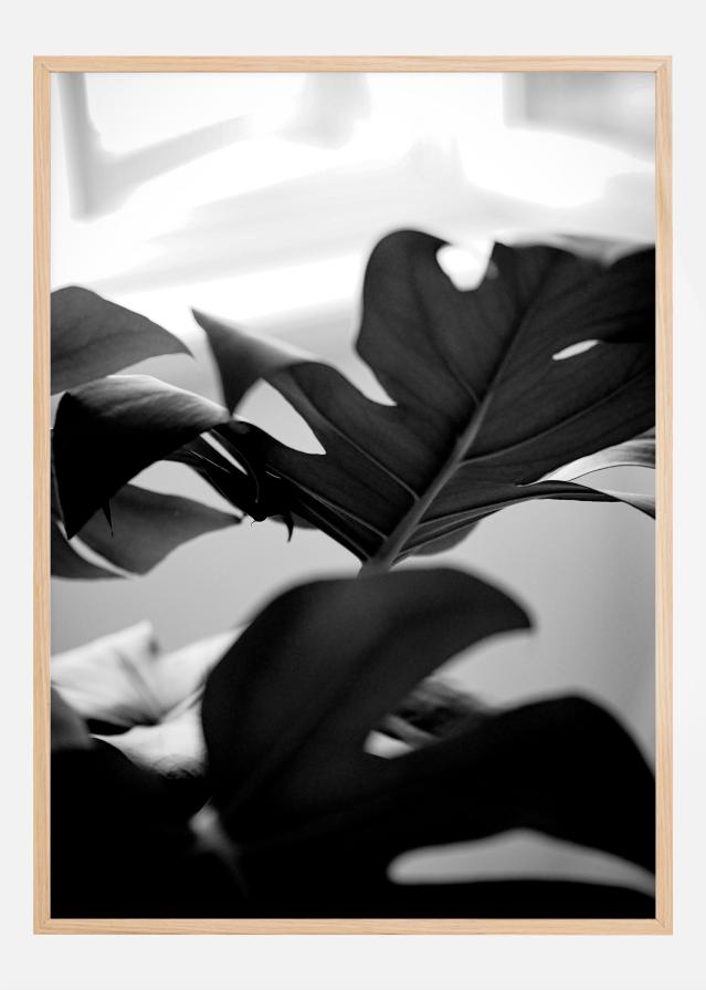 Monstera in Black and White l Постер