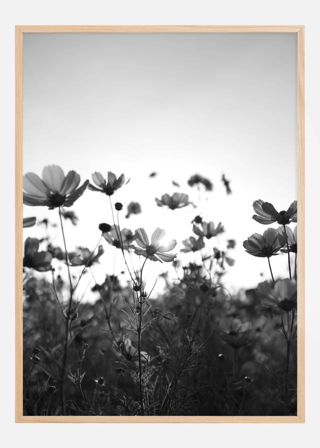 Black and white field with flowers Постер