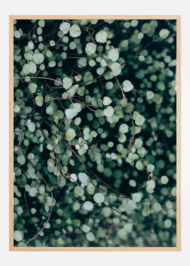 Muehlenbeckia Постер