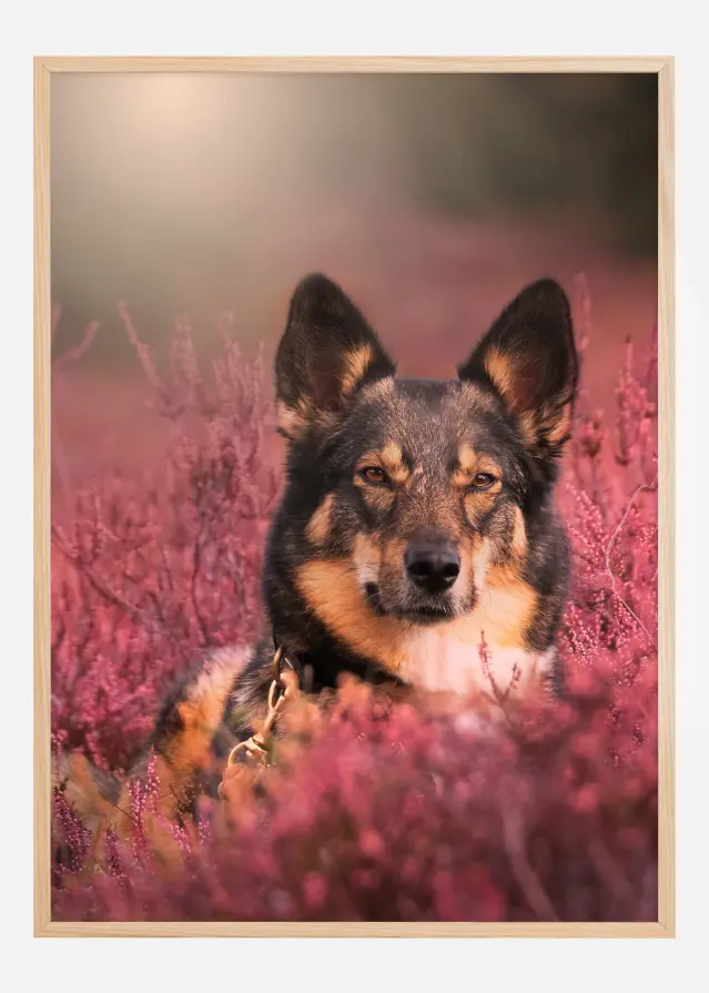 Hello Dog Постер