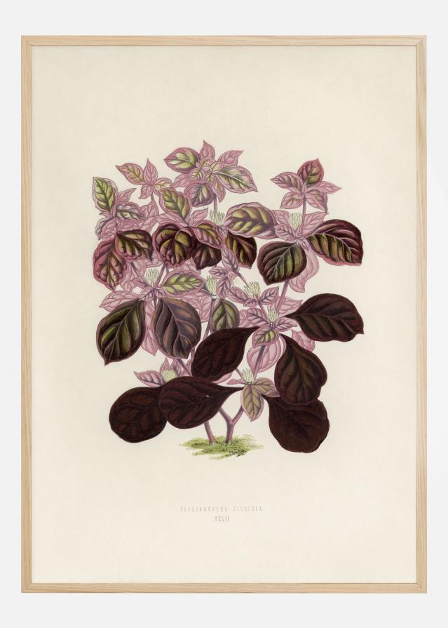 Plectranthus Scutellarioides II Постер