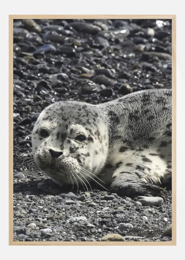 Seel Постер