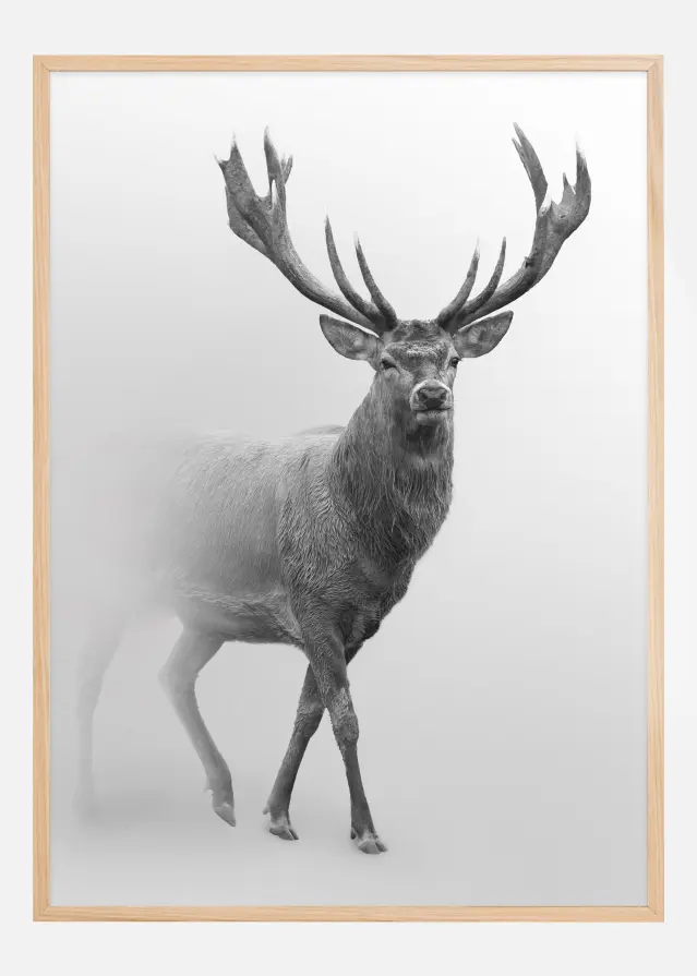 Black and white Red deer Постер
