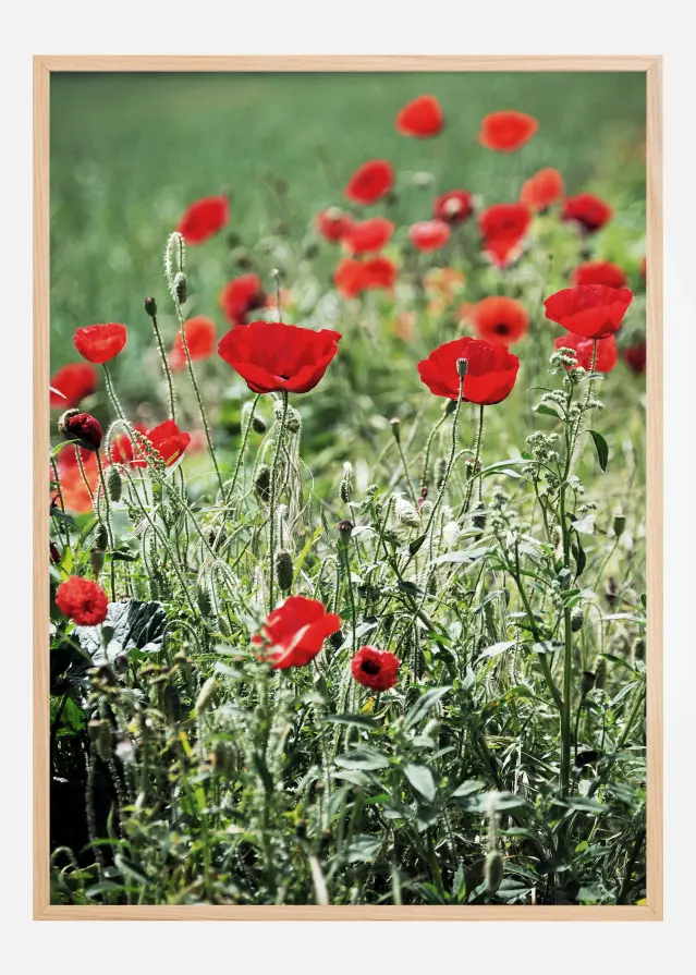 Poppy Fields Постер