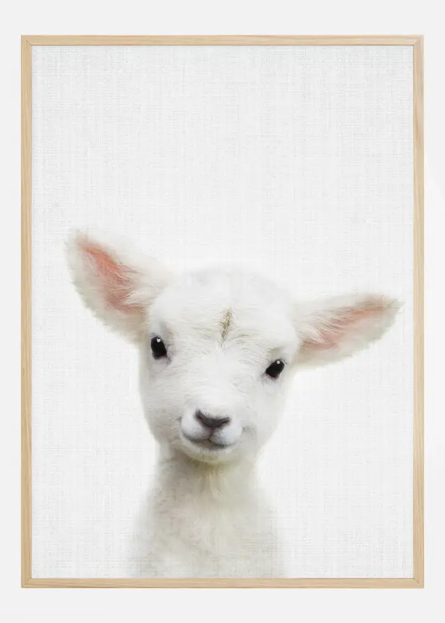Peekaboo Baby Sheep Постер