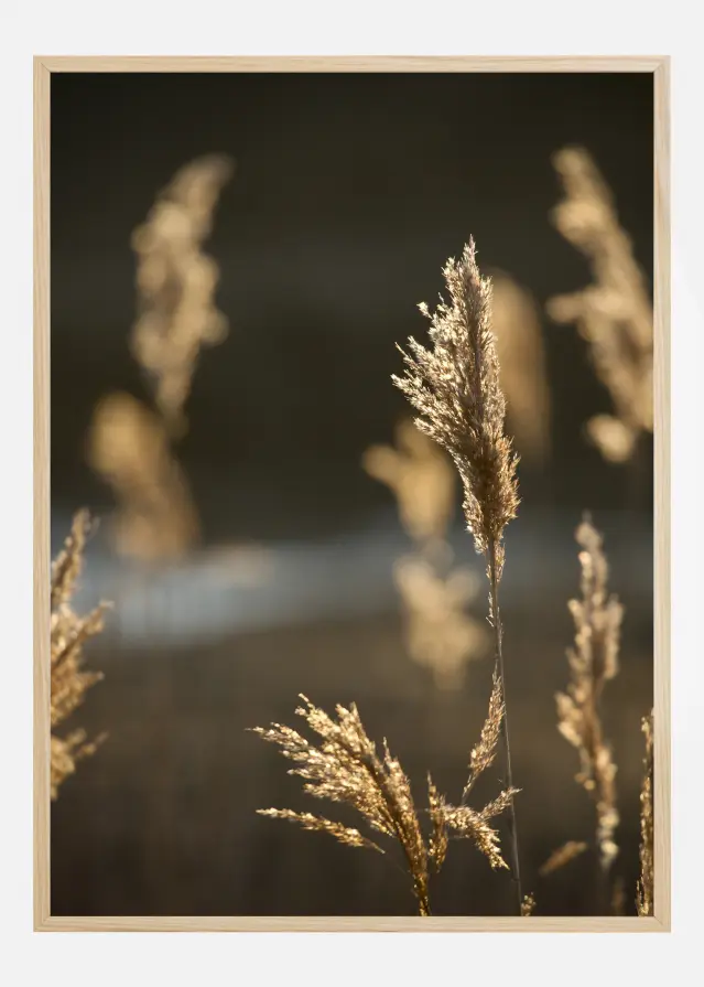 Sunshine On The Fields Постер