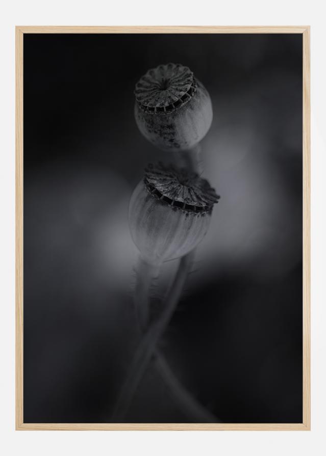 Old Poppies Постер