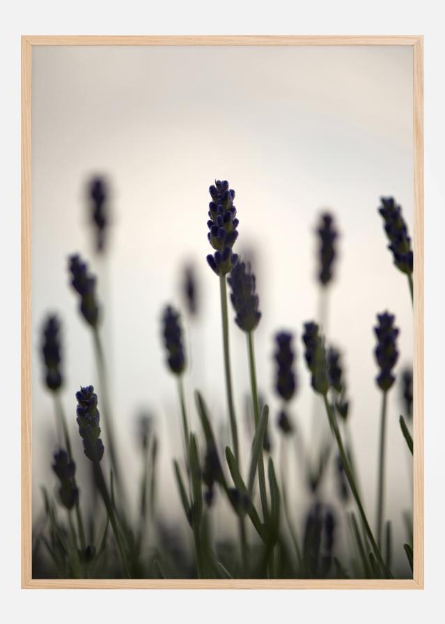 Swaying Fields Постер